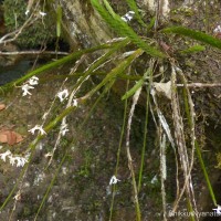 Podochilus sp.